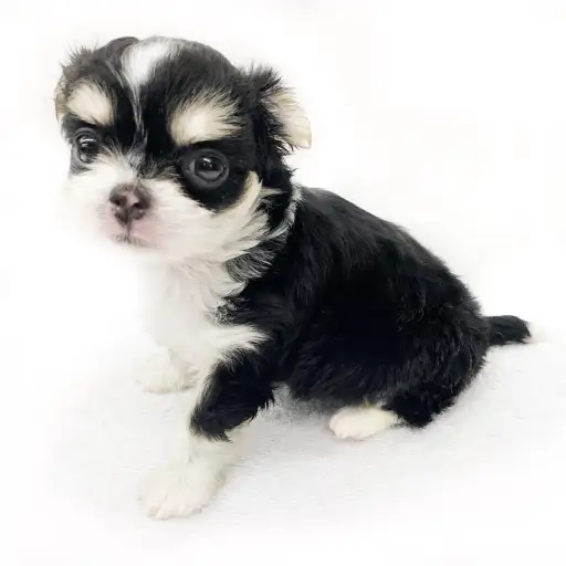 MIX（チワワ×マルチーズ）