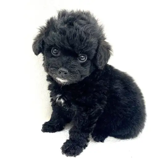 MIX(マルチーズ×トイプードル)