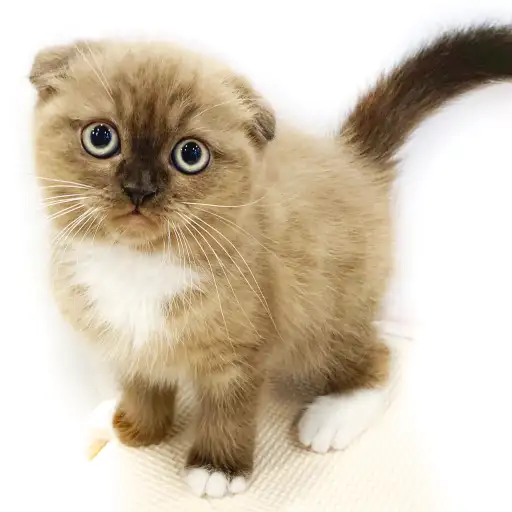 スコティッシュフォールド