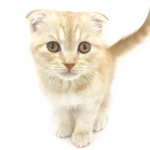 スコティッシュフォールド