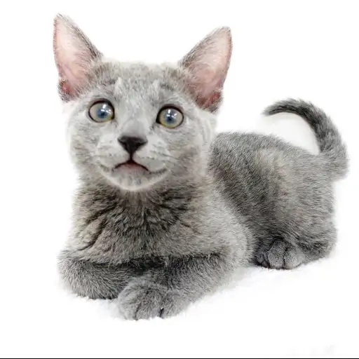 ロシアンブルー