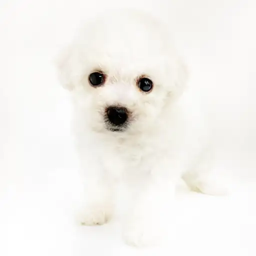 ビションフリーゼ