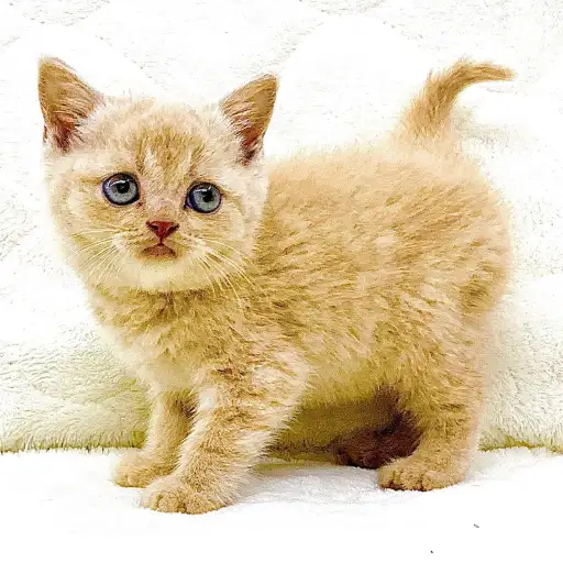 ブリティッシュショートヘア