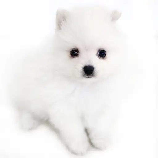 MIX（ポメラニアン×スピッツ）