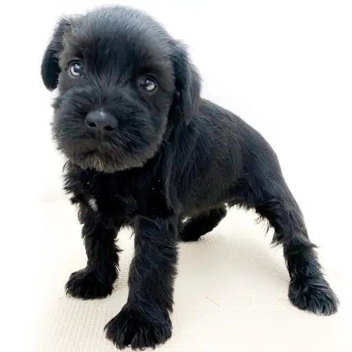 ミニチュア・シュナウザー