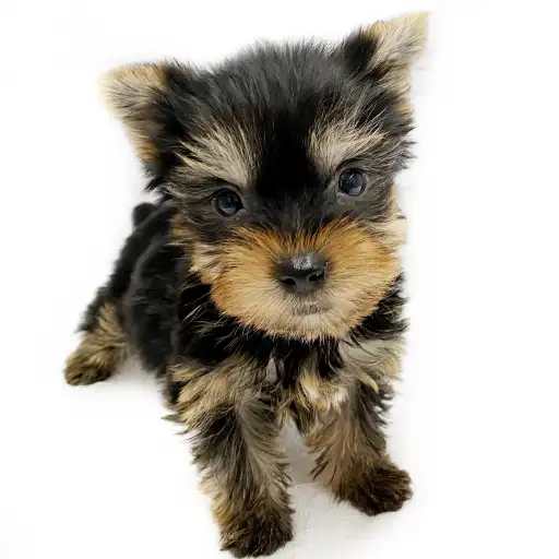 ヨークシャーテリア