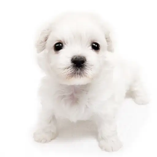 MIX（ペキニーズ×ビションフリーゼ）