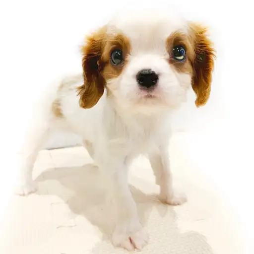 キャバリア・キングチャールズ・スパニエル