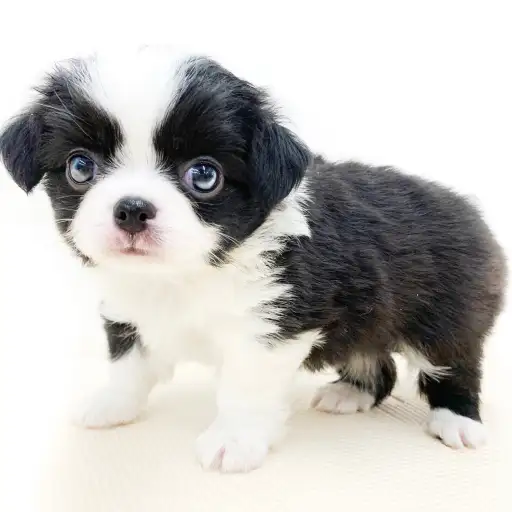 MIX（チワワ×狆）