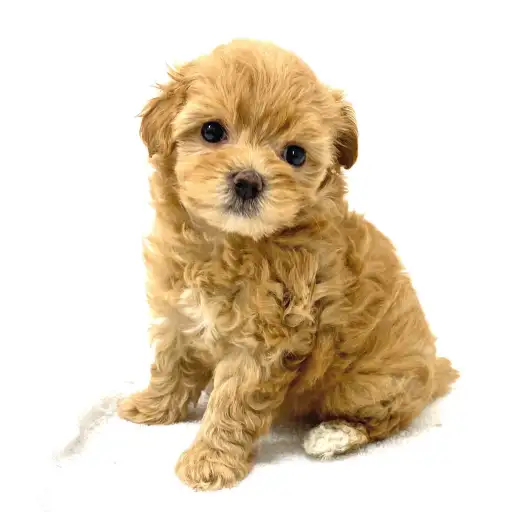 MIX(マルチーズ×トイプードル)