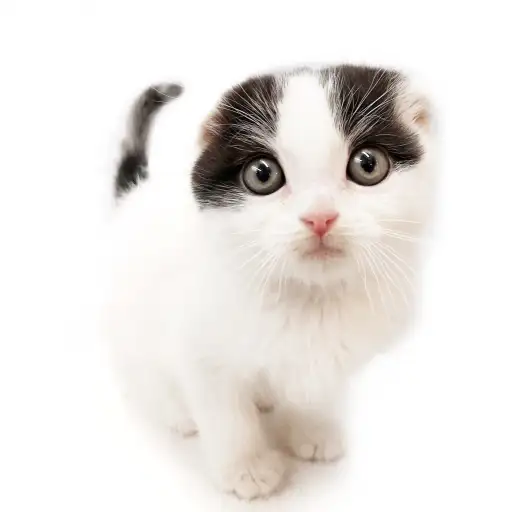 スコティッシュフォールド