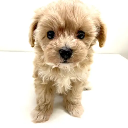 MIX(マルチーズ×トイプードル)