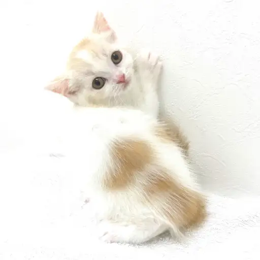 スコティッシュフォールド