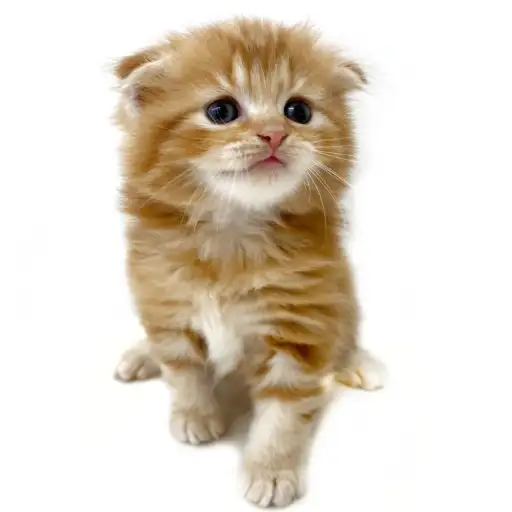 スコティッシュフォールド