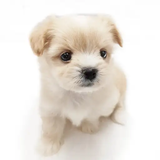 MIX(ポメラニアン×マルチーズ)