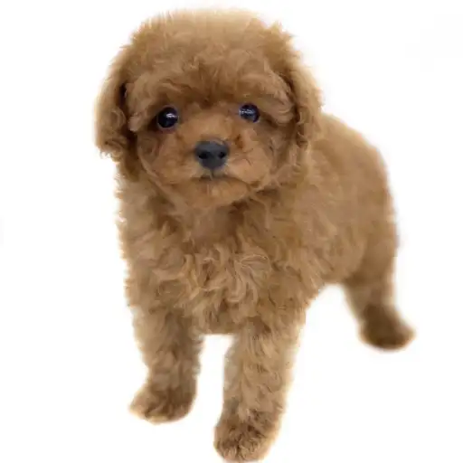 トイ・プードル