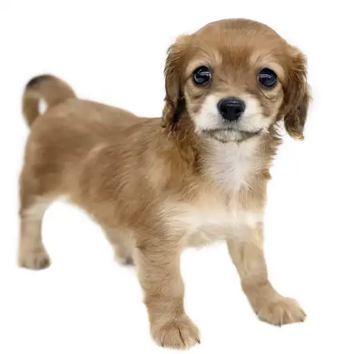 MIX（チワワ×ダックスフント）