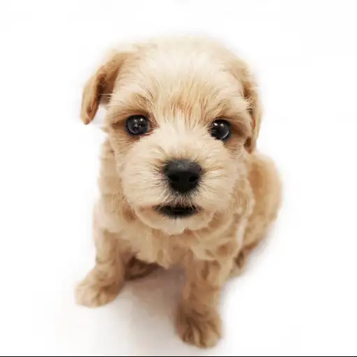 MIX（マルチーズ×トイプードル）