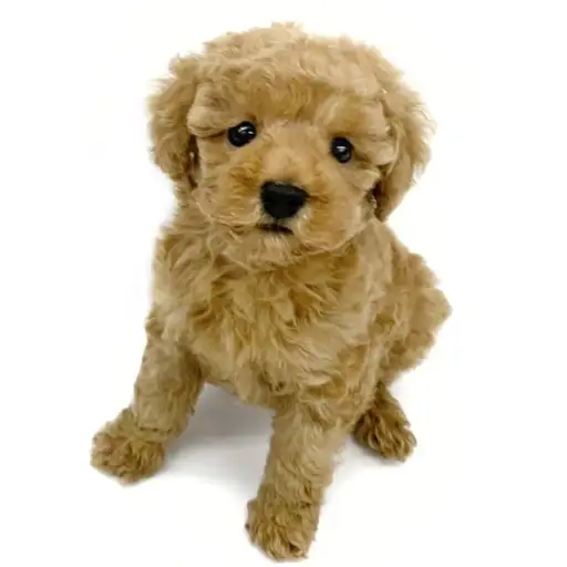 トイ・プードル