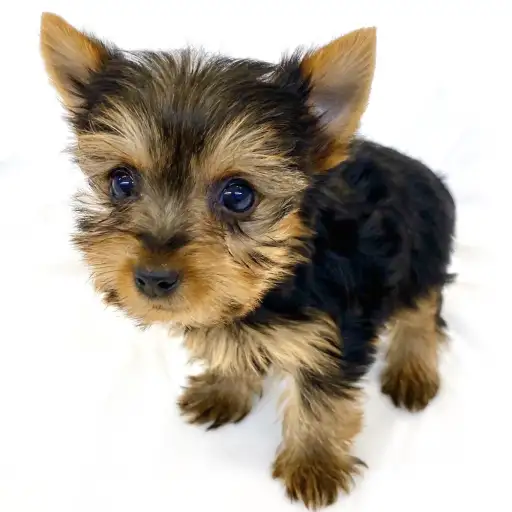 ヨークシャーテリア