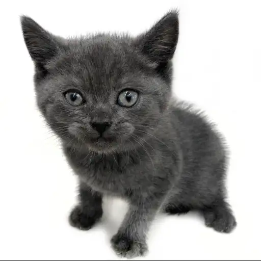 ブリティッシュショートヘア