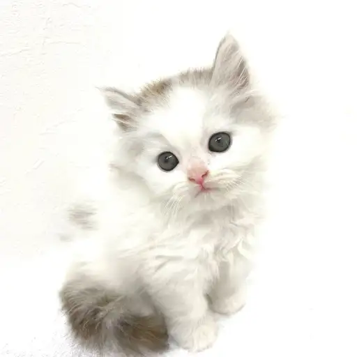 スコティッシュフォールド