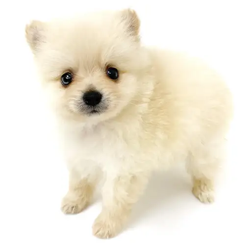 MIX(ポメラニアン×チワワ)