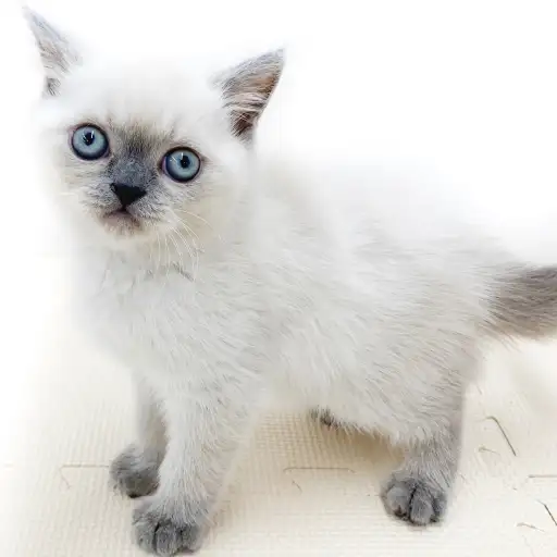 ブリティッシュショートヘア