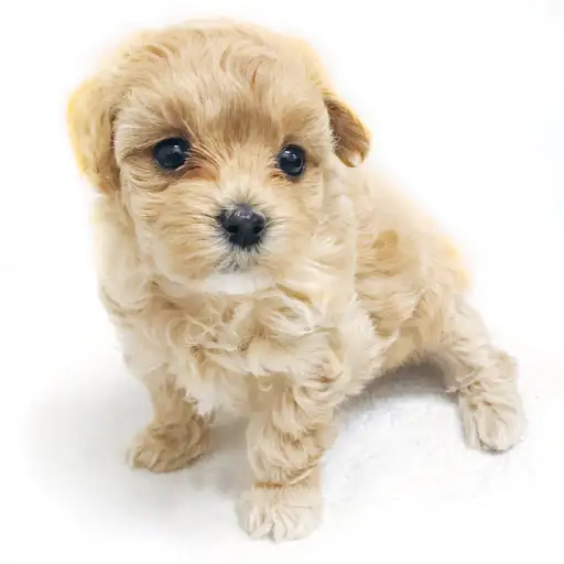 MIX（トイプードル×マルチーズ）