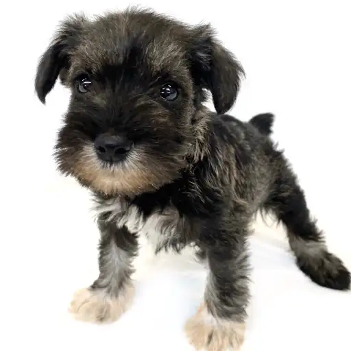 ミニチュア・シュナウザー