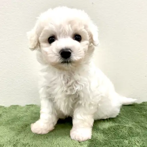 ビションフリーゼ