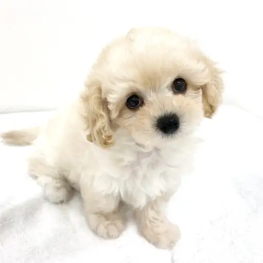 MIX(マルチーズ×トイプードル)