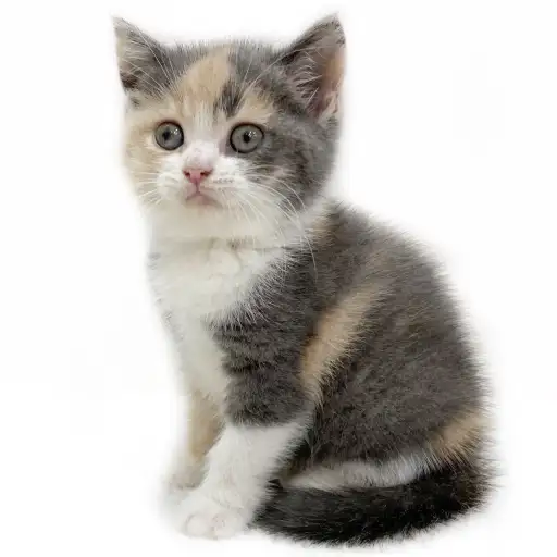 ブリティッシュショートヘア