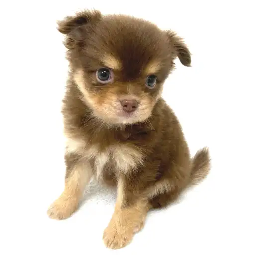 MIX(ポメラニアン×チワワ)