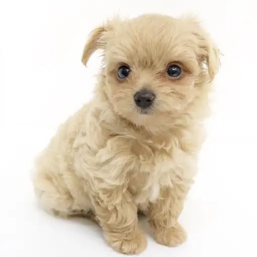 MIX（チワワ×トイプードル）