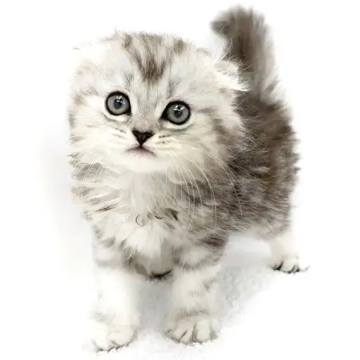 スコティッシュフォールド