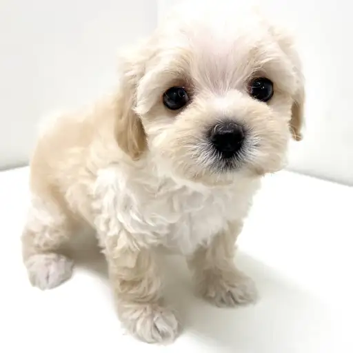 MIX(トイプードル×マルチーズ)