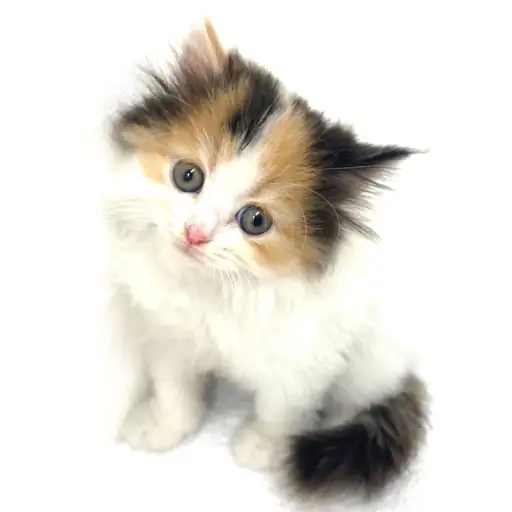 スコティッシュフォールド