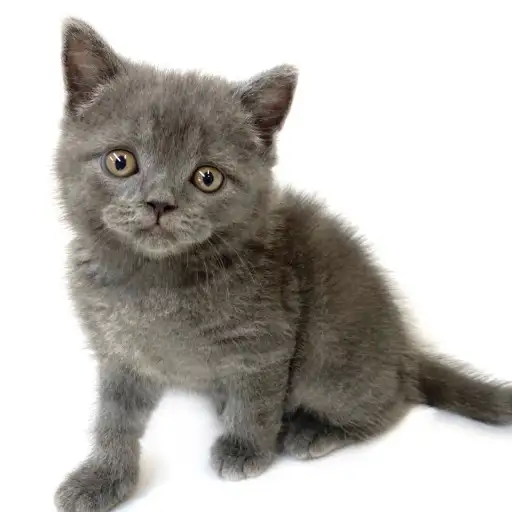 ブリティッシュショートヘア