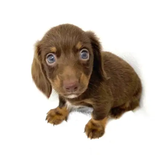 ミニチュア・ダックスフント