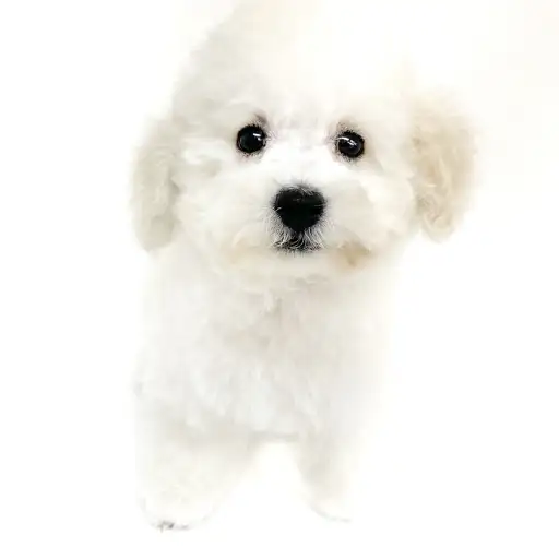 トイ・プードル