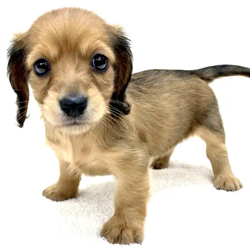 ミニチュア・ダックスフント