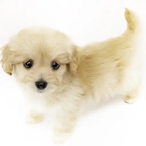 MIX（マルチーズ×ミニチュアダックスフント）