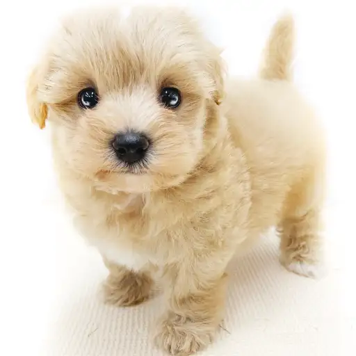 MIX(マルチーズ×トイプードル)