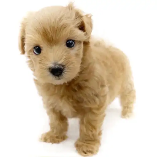 MIX（マルチーズ×トイプードル）