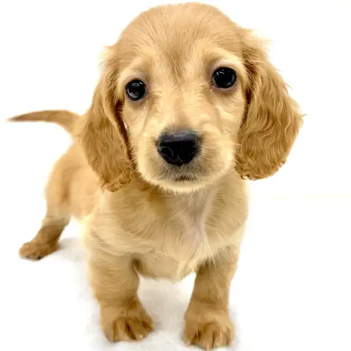 ミニチュア・ダックスフント