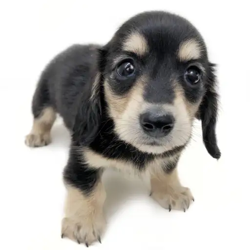 カニンヘン・ダックスフント