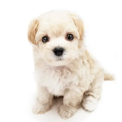 MIX（トイプードル×マルチーズ）