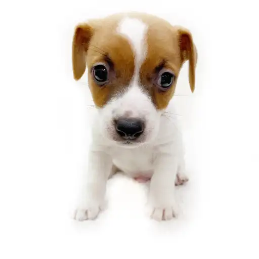 ジャックラッセルテリア