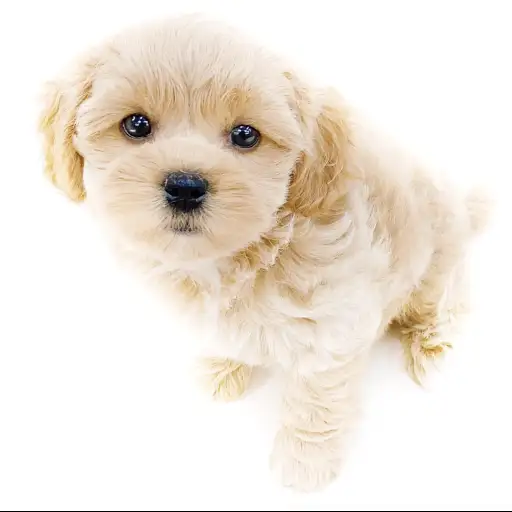 MIX(ペキニーズ×トイプードル)